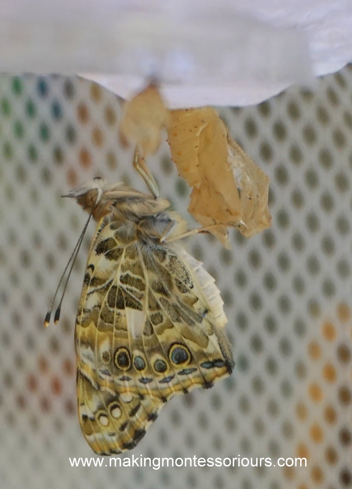 Butterfly Rearing & Hatching At Home "Making Montessori Ours"