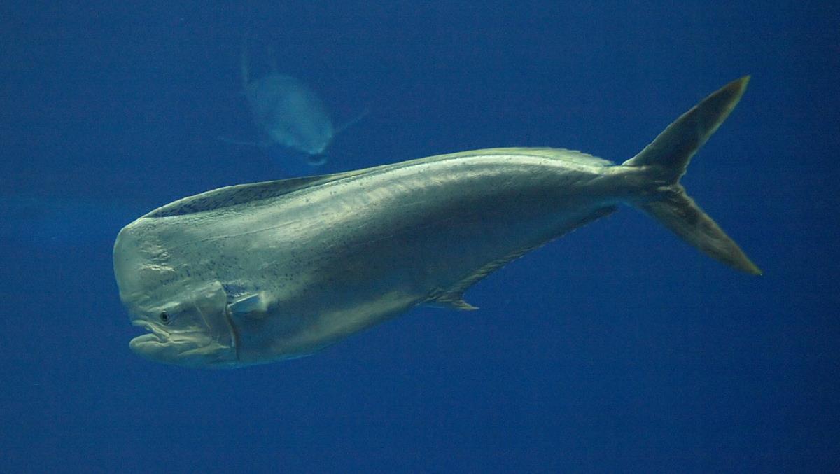 Oppdag Fisk! Dolphinfish/Coryphaena