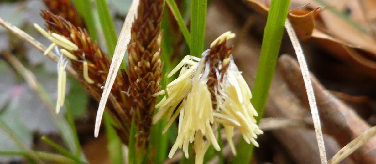 Pennsylvania sedge, carex pensylvanica