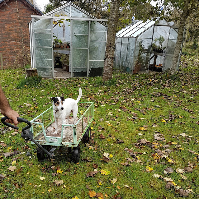 Bracken's idea of helping on the garden! Bracken's idea of helping on the garden!