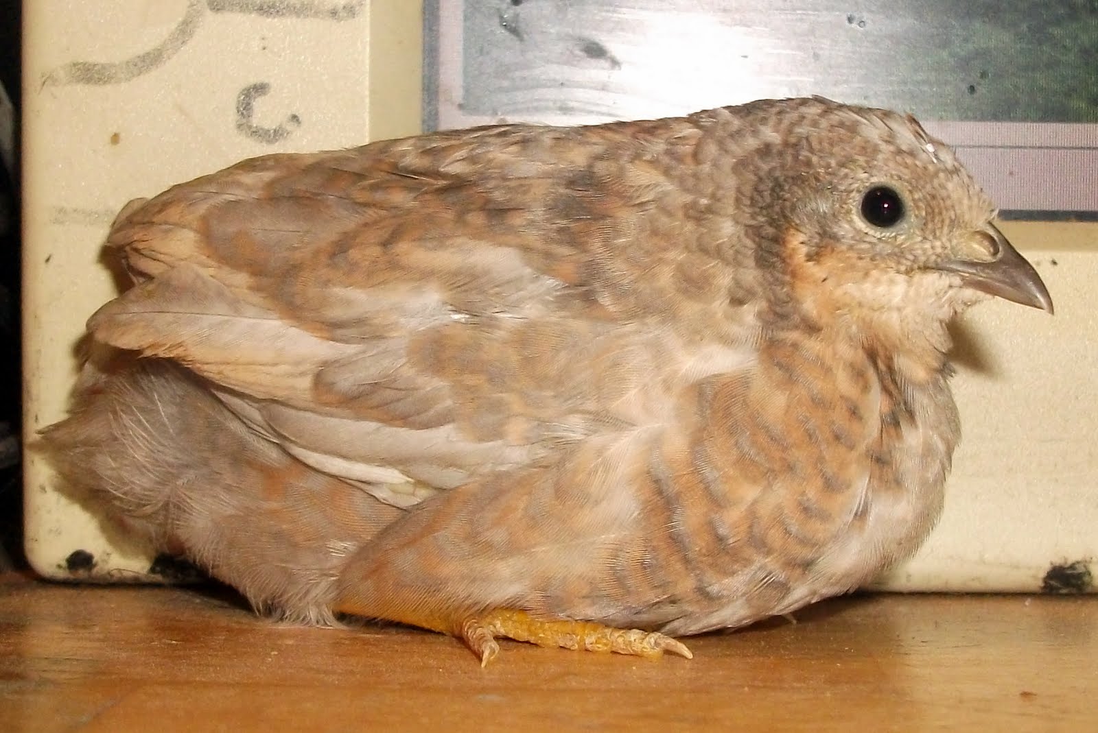 The Painted Quail Cinnamon Red Breasted Button Quail Gender ID