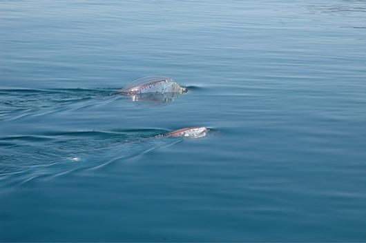 Oarfish, Ikan Ular Yang Eksotis [ www.BlogApaAja.com ]