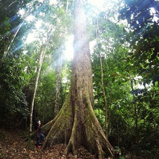 Tawau Hills Park Tallest Tropical Tree