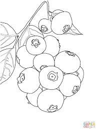 Blueberry coloring page 2
