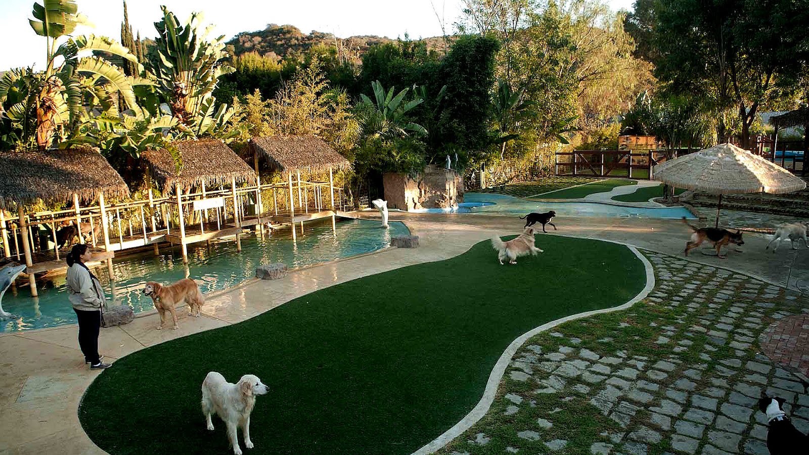 Cat Kennel Los Angeles Cat Choices