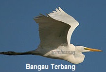 Anim Agro Technology Burung Bangau Satu Pengenalan