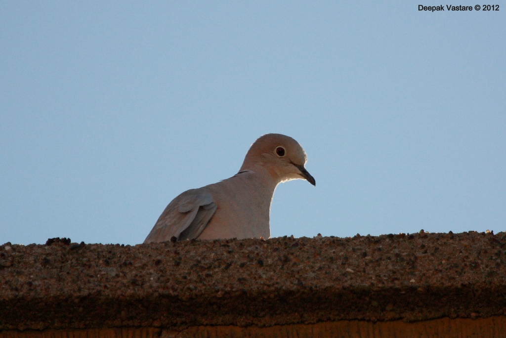 Pakshi Loka Witnessing the great Migration Falsterbo Sweden