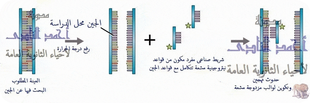أحياء الثالث الثانوى - إستخدامات DNA المهجن - تحديد العلاقات التطورية بين الكائنات