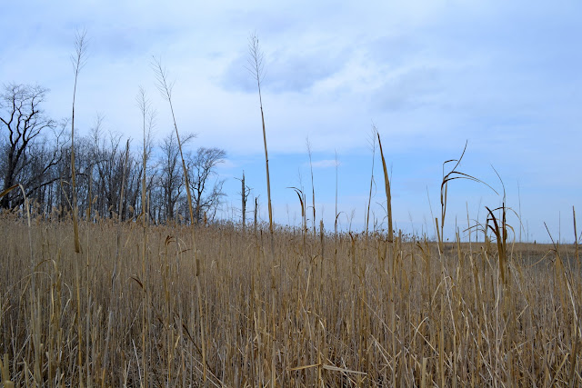 Національний Заповідник Бомбей Хук, штат Делавер (Bombay Hook National Wildlife Refuge, DE)