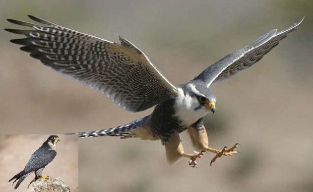 Nama Hewan Dimulai Dari Huruf A Dan Gambarnya Daftar Nama Hewan