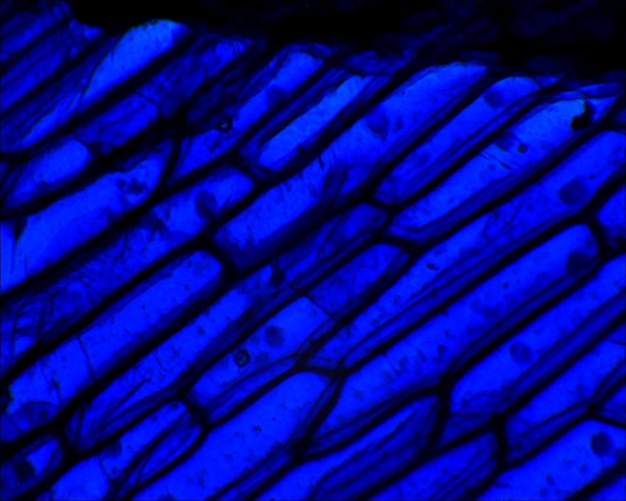 Resultado de imagen para azul de metileno microscopio