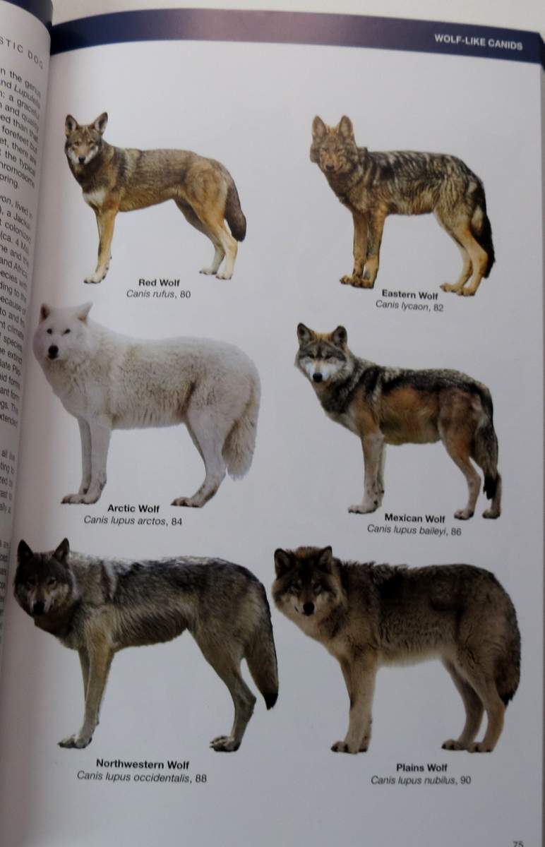 Book Review - Canids of the World, Princeton Field Guides - Travels ...