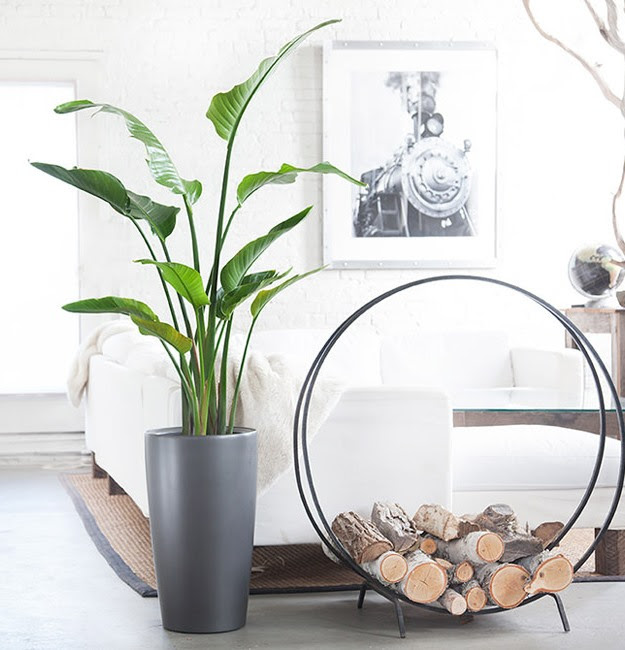 Houseplants to Grow In Winter Time Rustic & Refined