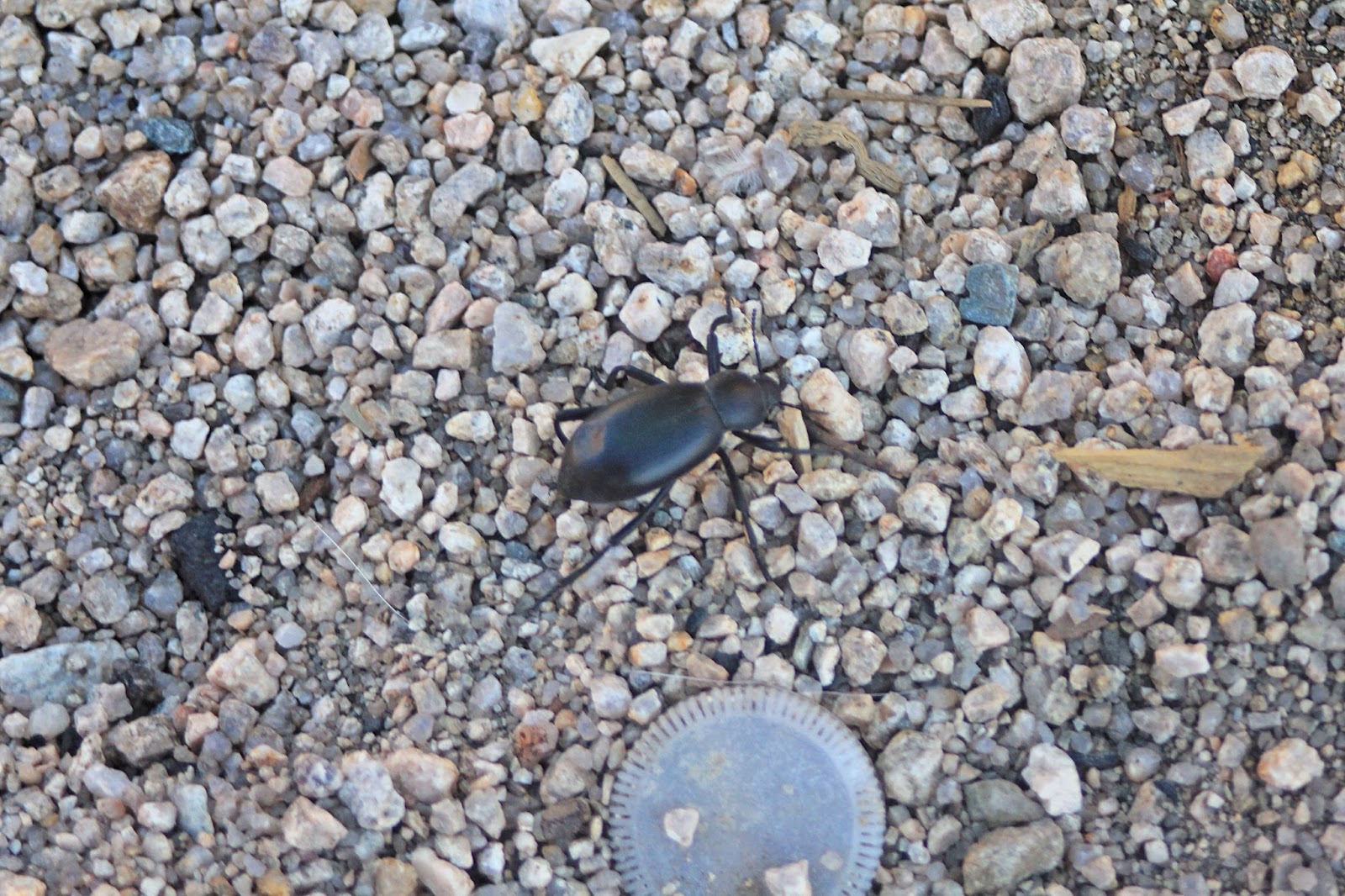 Camissonia's Critter Life List Stink Beetle/Darkling Pinacate Beetle