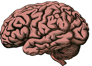 Imagen de un cerebro de perfil