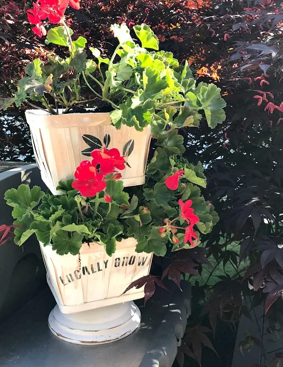 Geraniums in a Tiered Tray Basket Planter.