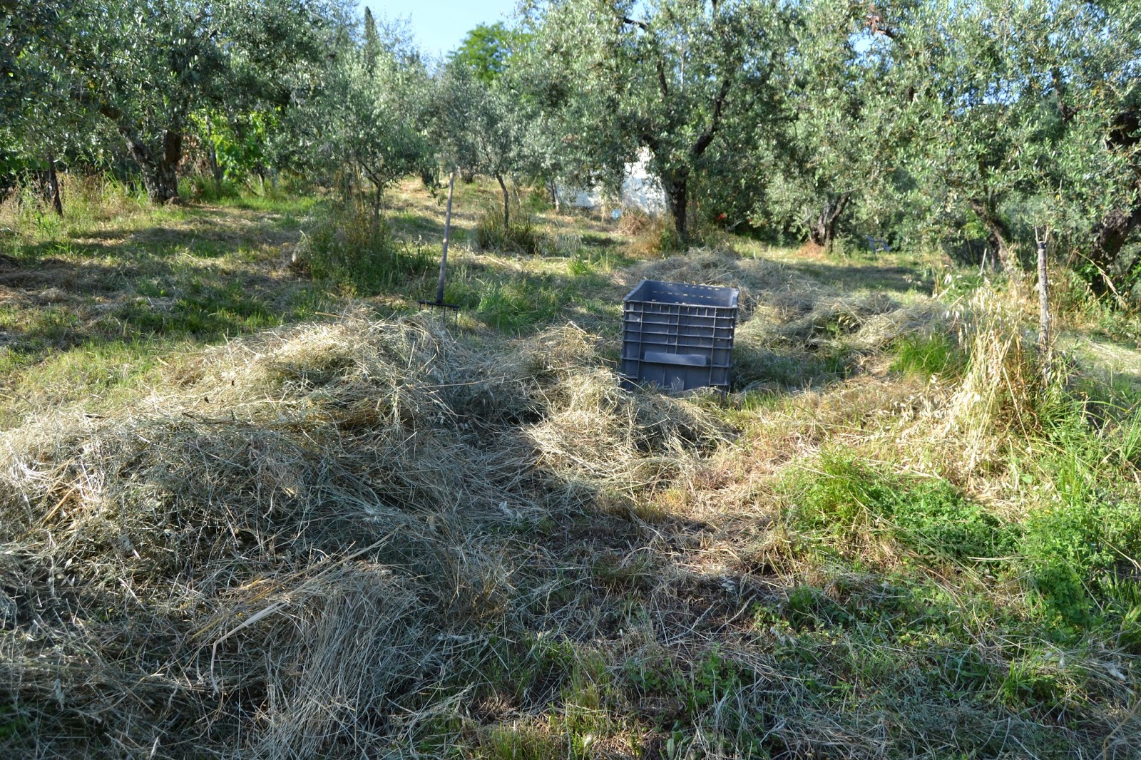 Balle di fieno come si fanno