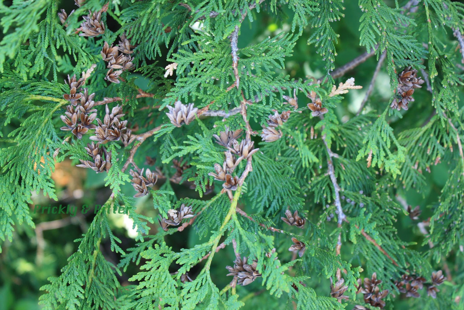 Prickly and Bitter: The Eastern White non-Cedar