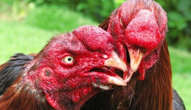 Pemangkasan Sayap Ayam