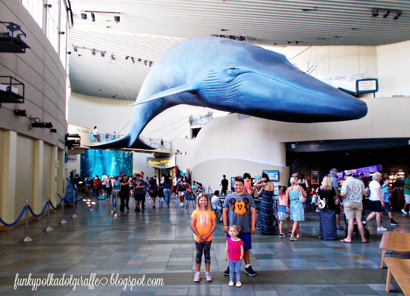 Funky Polkadot Giraffe Aquarium Of The Pacific Whale Watching Excursions