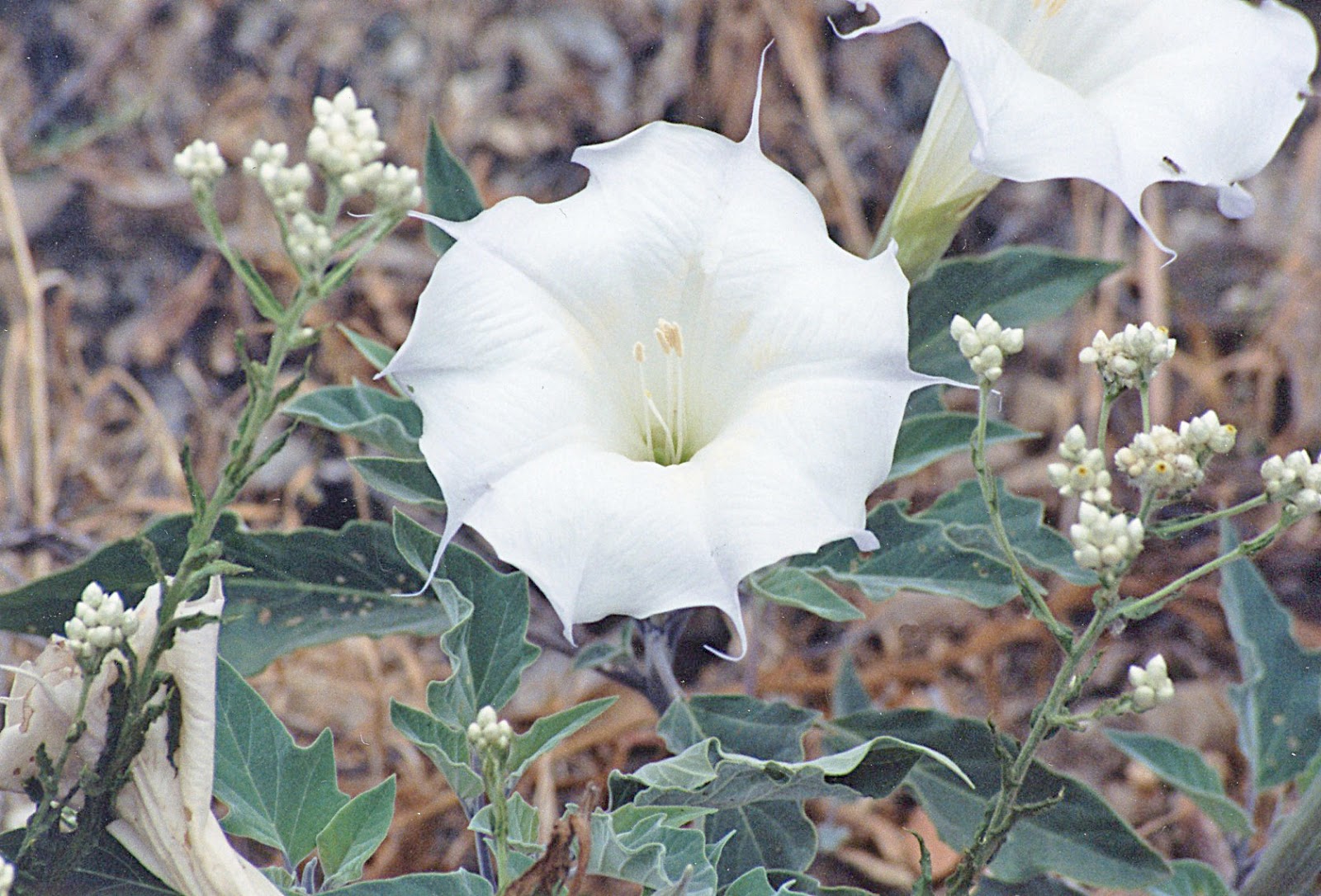Camissonia�s CA Native Plant Life List Datura wrightii