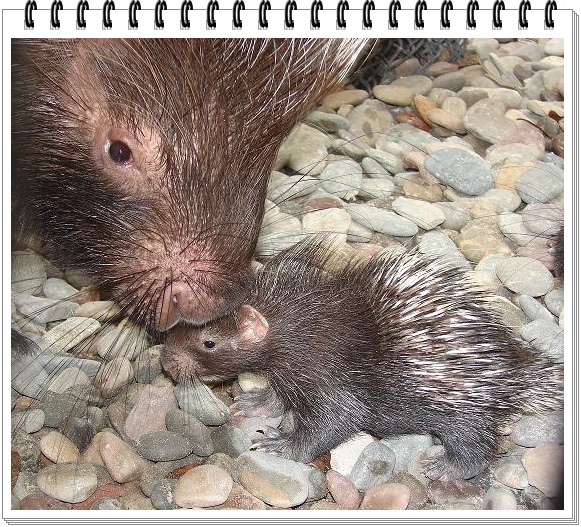 Witty Nity porcupines.... The Animal with Quills