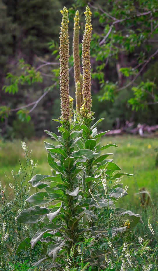 Mullein (Verbascum thapsus)