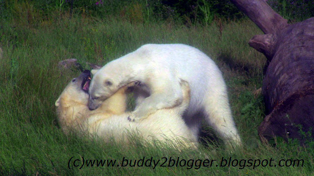 Polar Bears Aurora and Anana Columbus Zoo