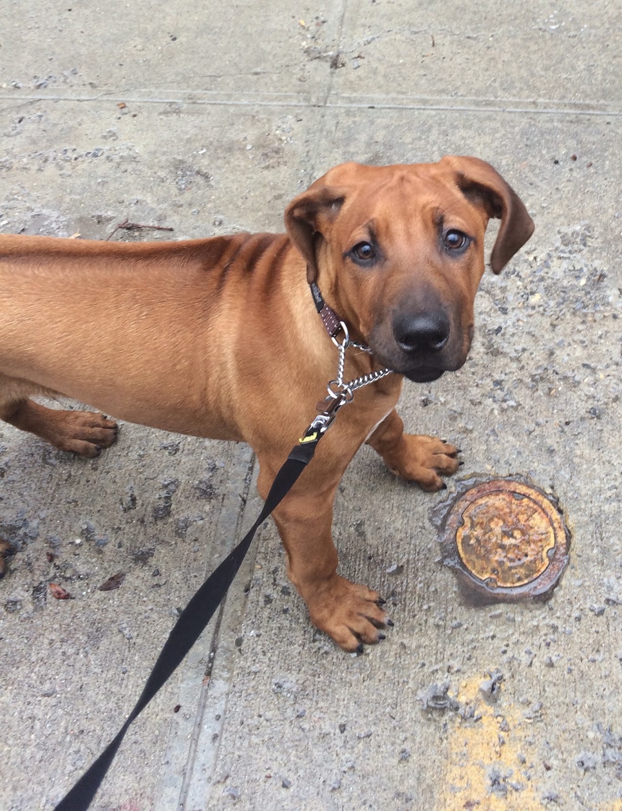 Jason The Dog Walker and Company.