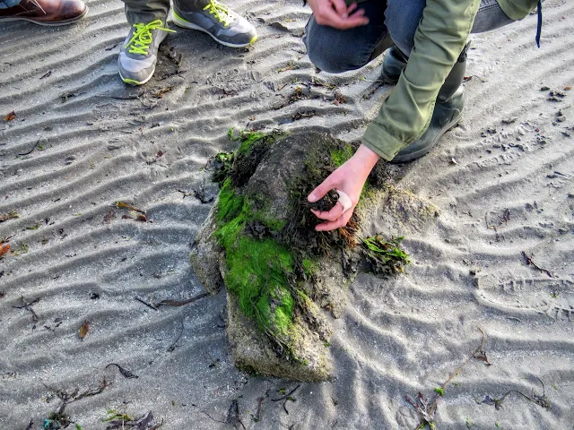 Foraging for seaweed with Dr. Prannie Rhatigan along the coast of County Sligo, Ireland