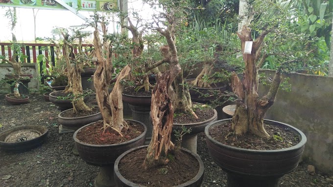 TEKNIK & CARA PEMAHATAN, MENGAWETKAN  AGAR BONSAI TERLIHAT ALAMI
