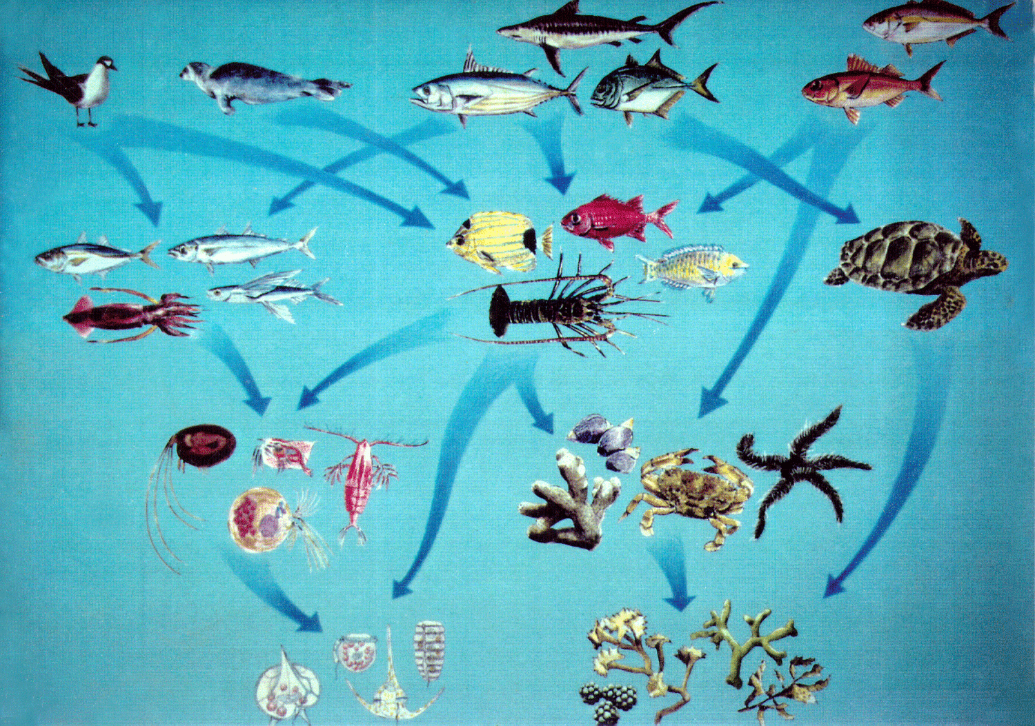 Разнообразие живых организмов в океане. Цепь питания для водной экосистемы. Пищевая цепь морской экосистемы. Пищевая цепь водного биогеоценоза. Пищевая цепочка в морских экосистемах.