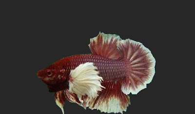 ikan cupang kuping gajah ikan cupang kuping gajah