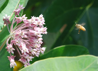 milkweed and bee