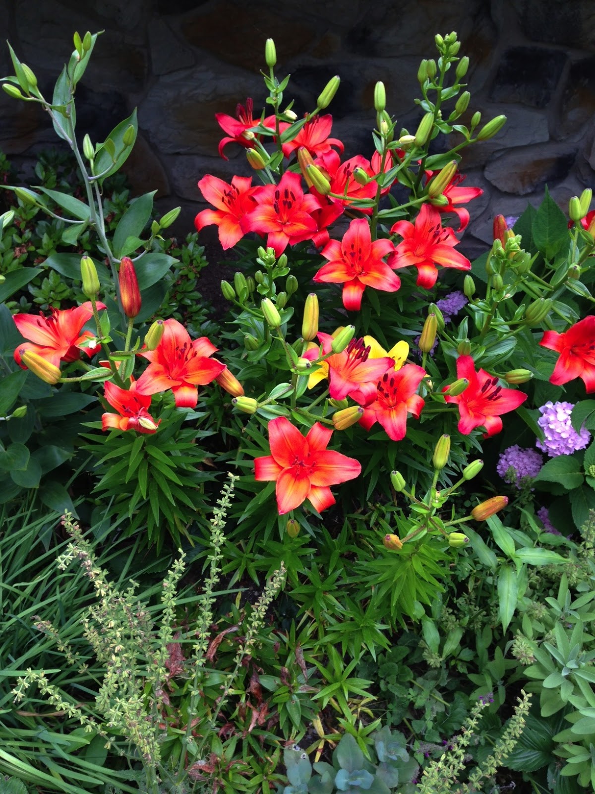 CRAFT & CONSUMPTION June & July Blooming Summer flowers (zone 6)