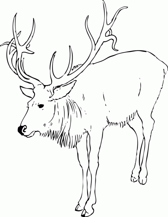 rain deer coloring pages - photo #48