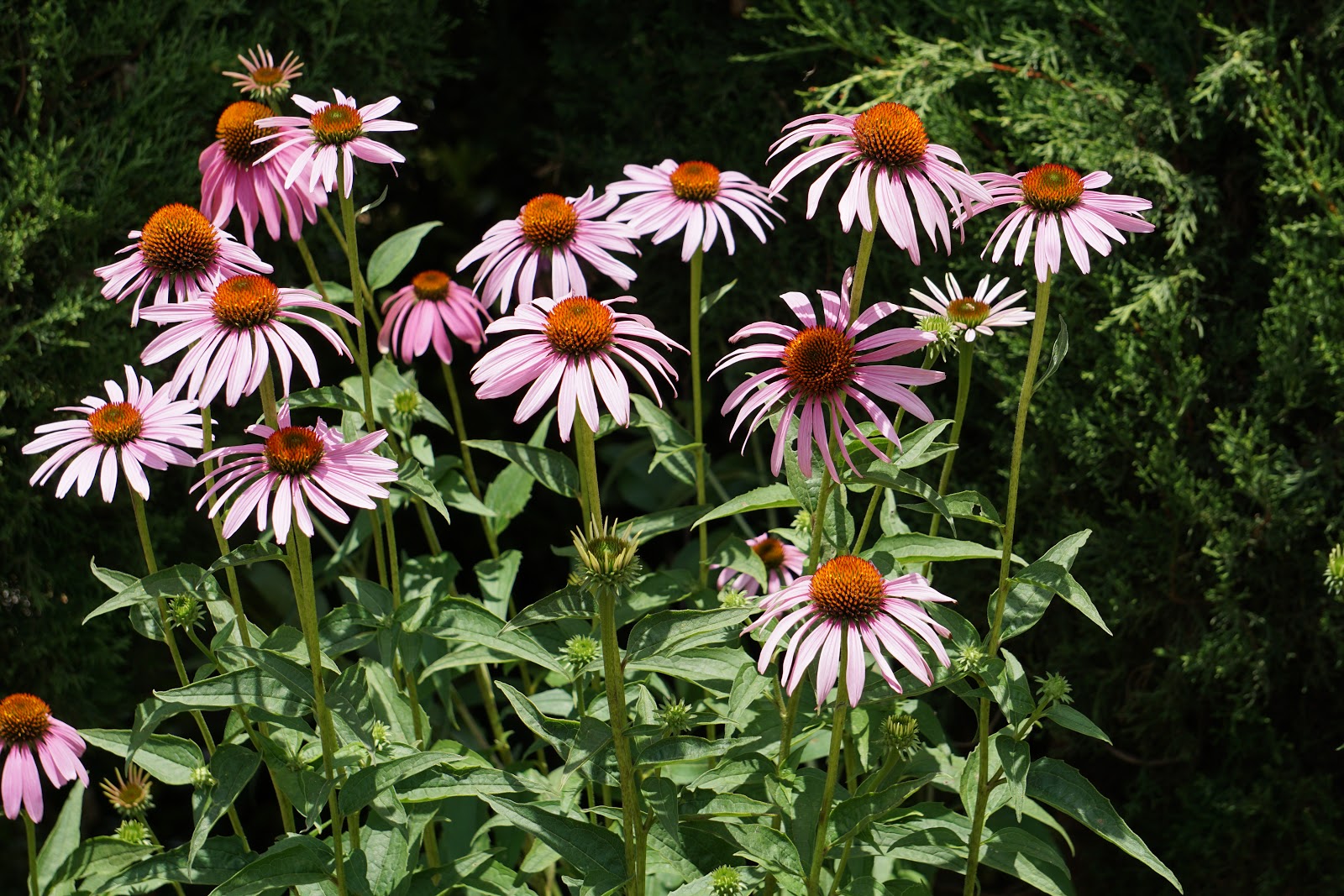 Plantas de Huerta Otea, Salamanca Equinácea purpúrea (Echinacea purpurea)