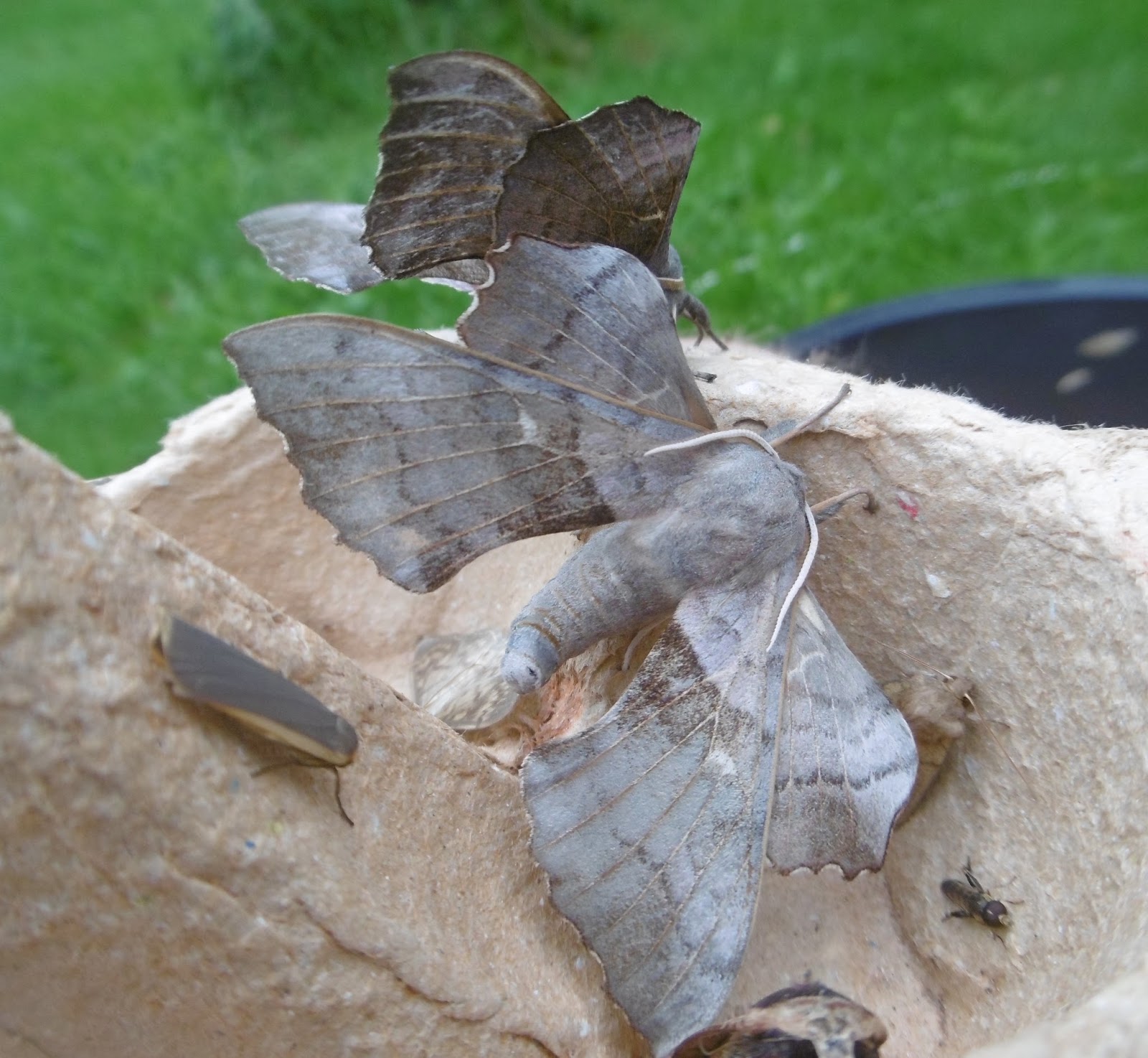 Martin's Moths The moths just keep coming