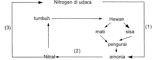 Soal Prediksi 4 Ujian Nasional 2019 Mapel Biologi Sma Ma Biologine Pak Mycunk