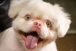 Funny Albino Animals