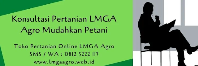 konsultasi,pertanian,petani,budidaya jagung manis,budidaya jagung,benih jagung manis,budidaya tanaman