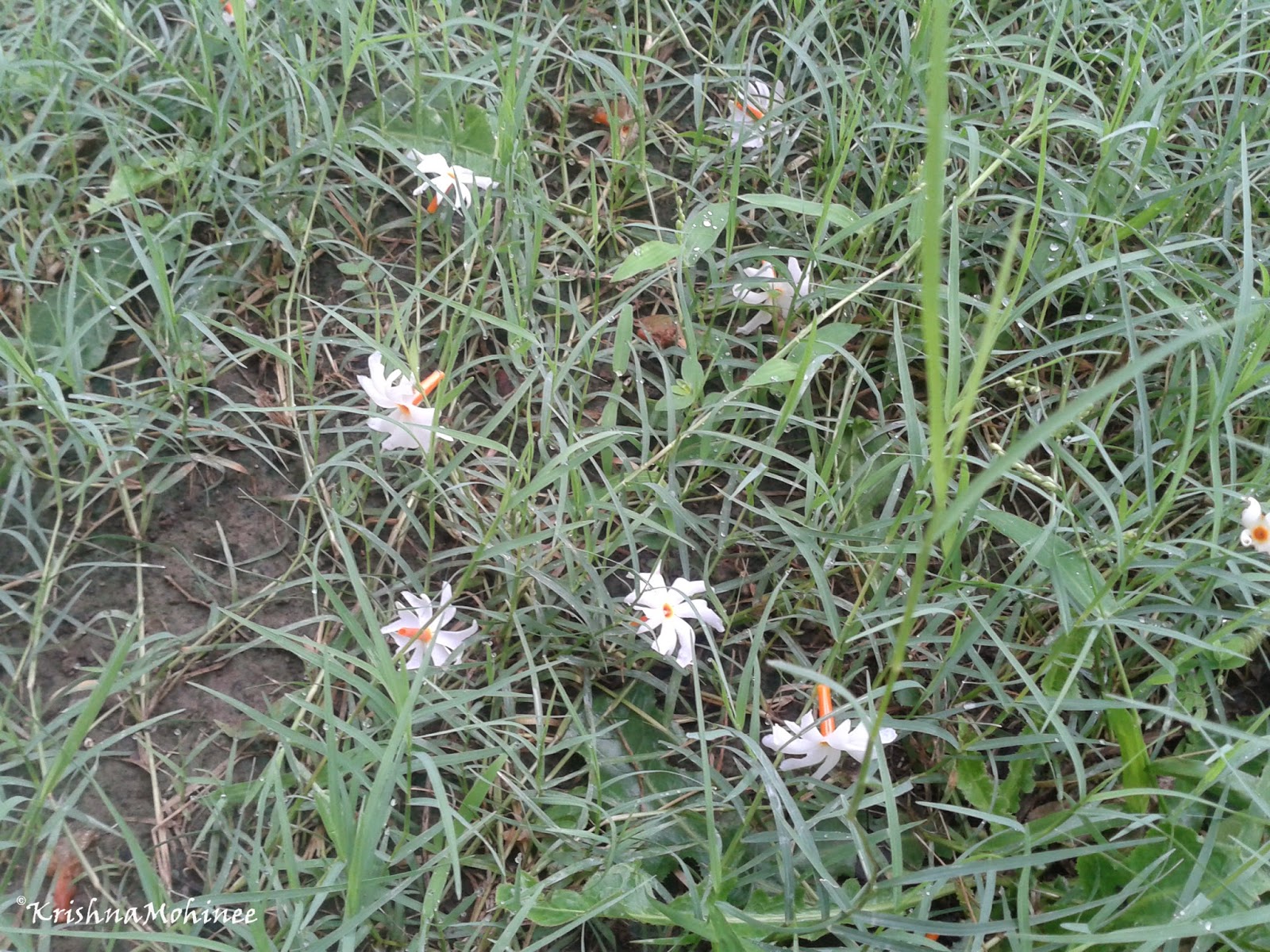 Image: Parijat flowers on Durva Grass