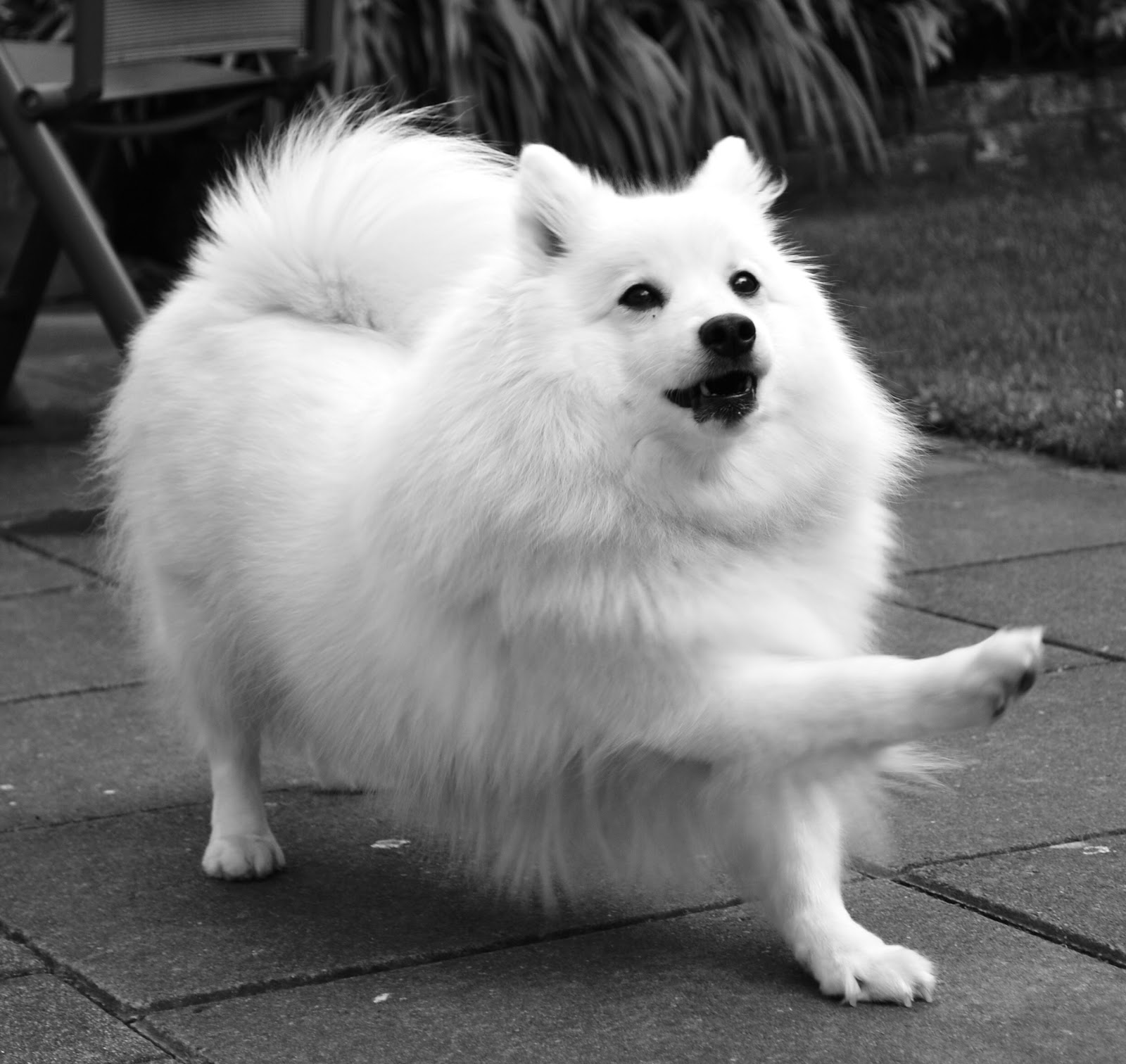 About Dog Japanese Spitz Is Your Japanese Spitz Potty Trained Enough