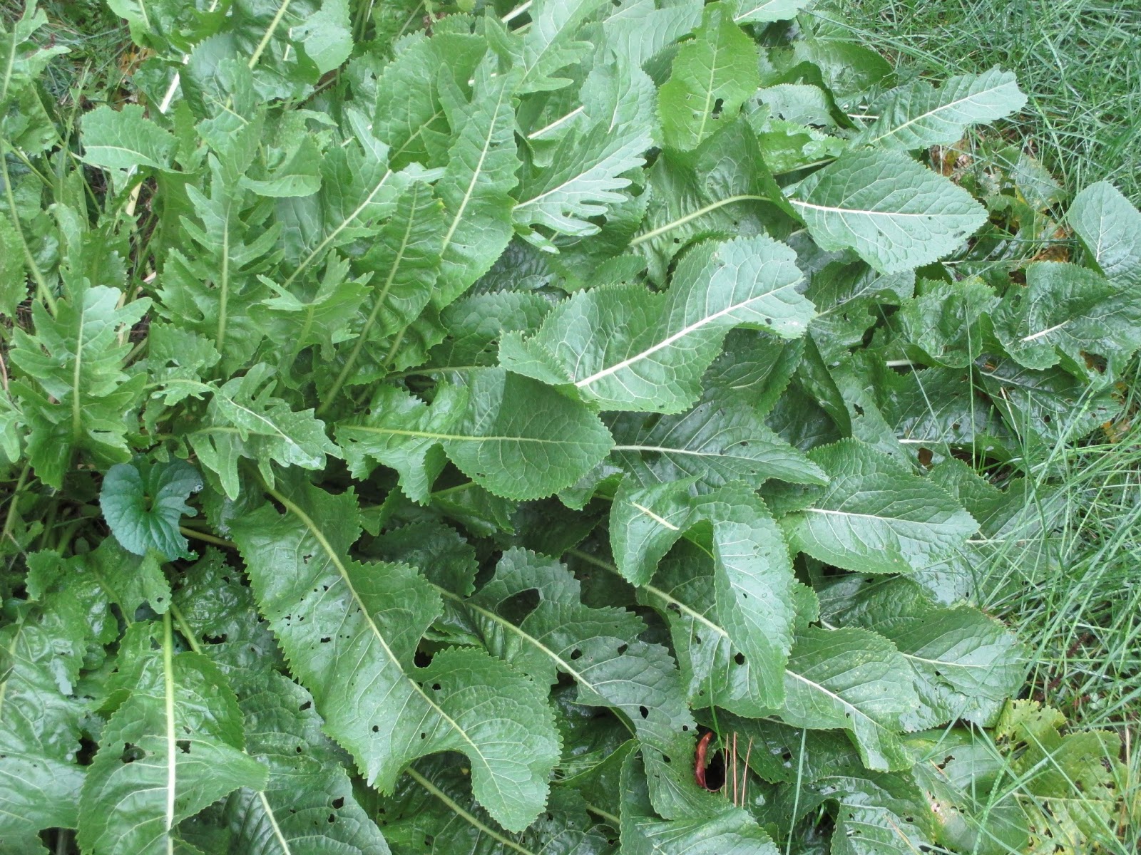 Homestead Central & Back to Basics Harvesting & Growing Horseradish