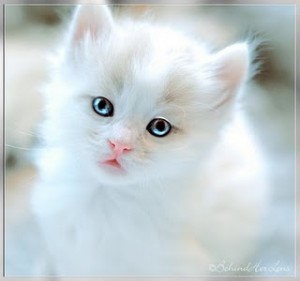 Gambar Kucing Lengkap Lucu Putih Warna