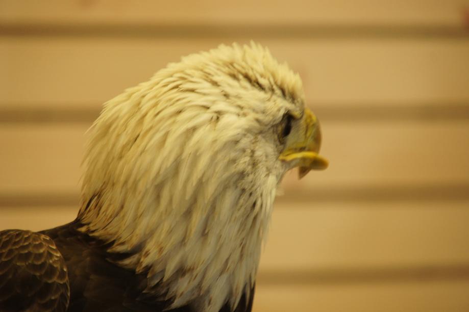 Eagles and Nature with chris7 Bald Eagle Buddy! at Wild Birds