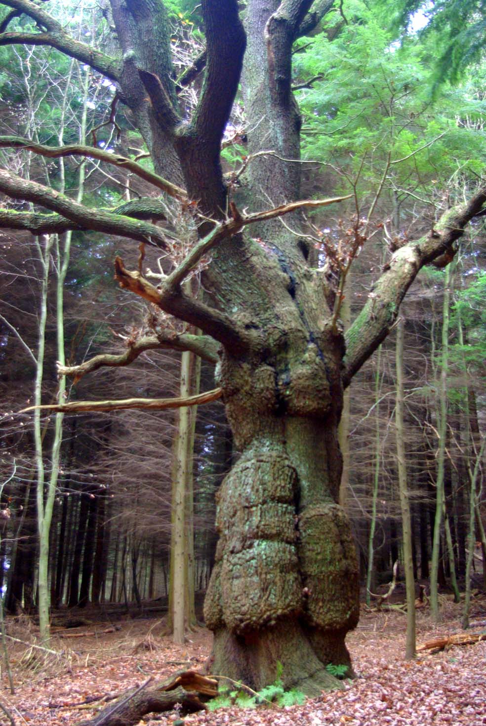 Out & About Shinning Cliff Woods & The Betty Kenny Tree