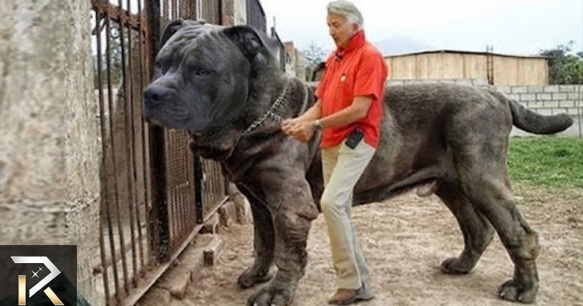 The 5 RICHEST Dogs In The World Sadia Malik