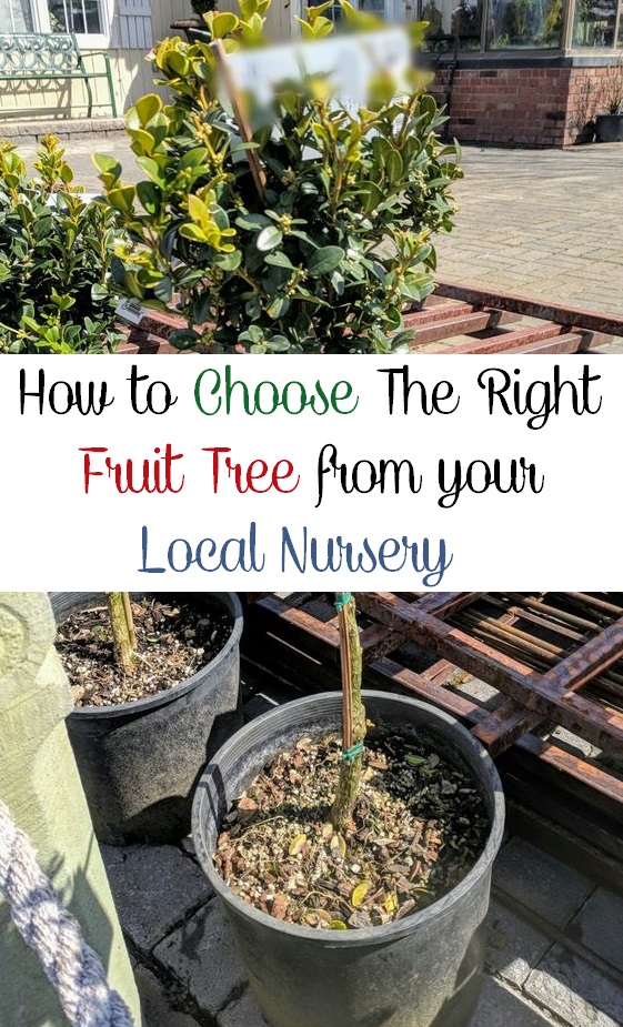 How to choose The Right Fruit tree from your local nursery Organic