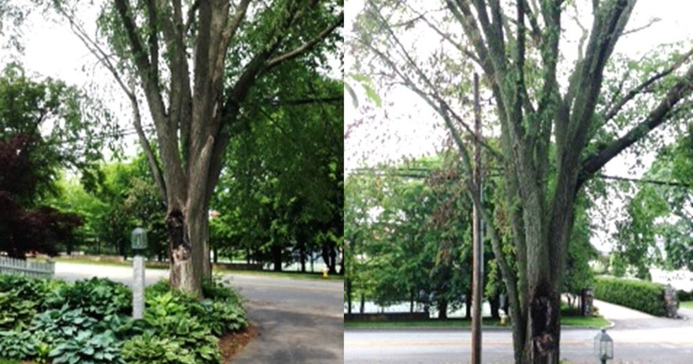 The Garden Tutor Our Dying American Elm Tree